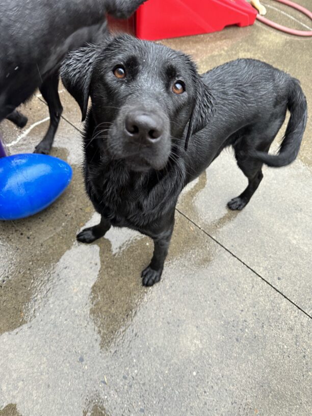 A female black lab, Porsche, is standing while looking up at the camera. She is off leash in the fenced in community run area.