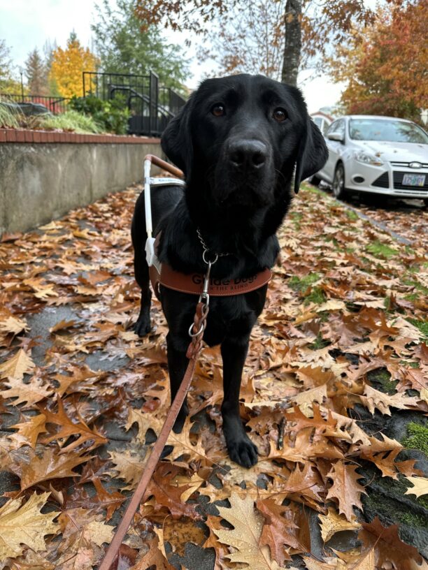 Porsche, a female black lab, stands on a concrete sidewalk covered in fallen leaves. She is wearing her guide dog harness and is looking towards the camera.