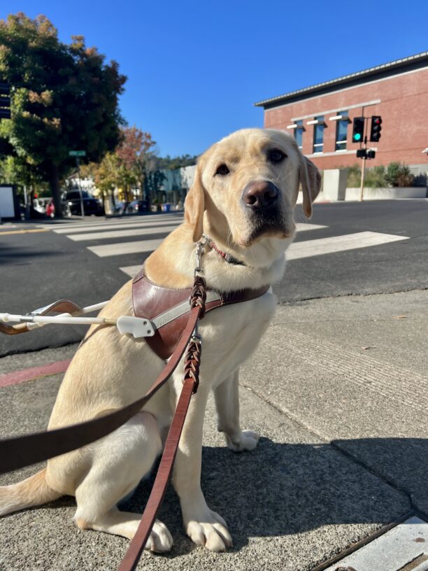 Redding is sitting on the sidewalk in his guide dog harness. He is looking over his right shoulder and into the camera.