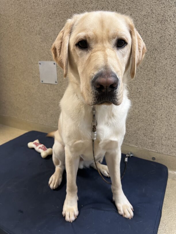 Redding is sitting on a blue bed on tie down. There is a bone behind him and he is looking into the camera.