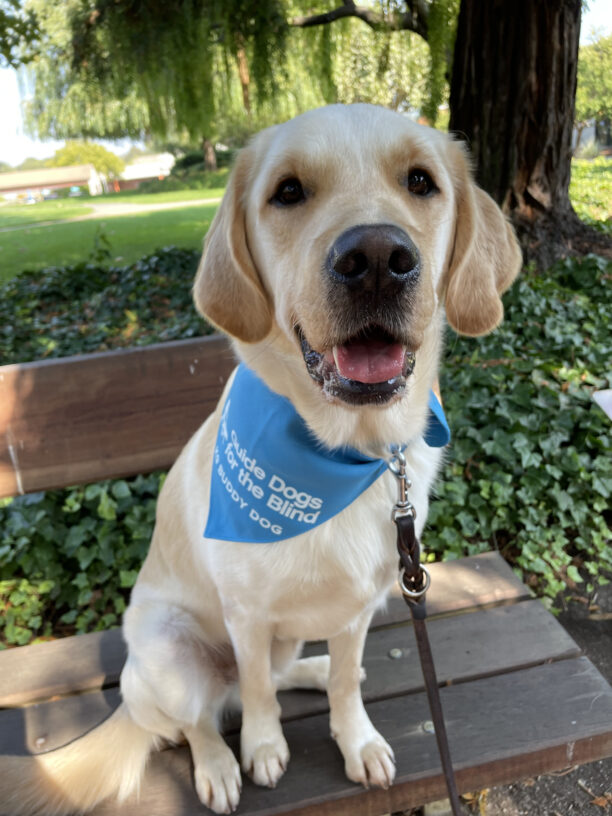 Sage, a male yellow Labrador/Golden Retriever cross, sits on a bench in the redwood grove on the GDB campus.  He is "smiling" for the camera and is wearing his blue K9 Buddy scarf off to the side.