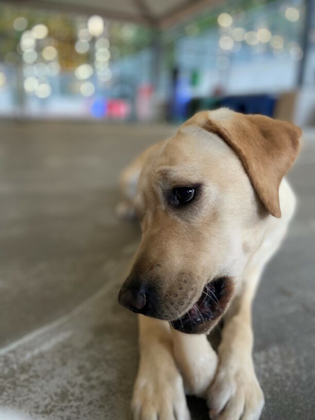 Yellow Labrador Talina lays on the ground in the community run area and is chewing on a Nylabone. She has the bone propped between her feet and is glancing off to the side. There are play structures and lights blurred in the background.