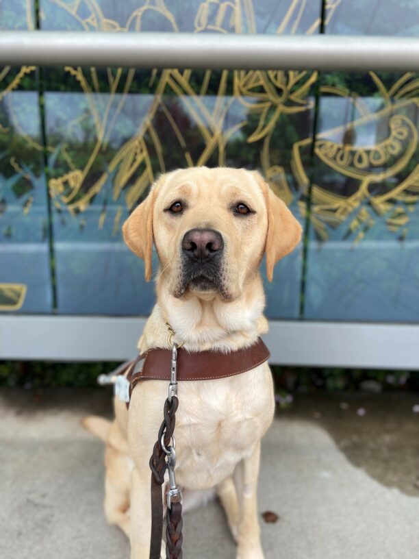 Yellow Labrador Talina sits in front of a bus stop with her guide dog harness on. The glass behind her is decorated in abstract yellow art work.