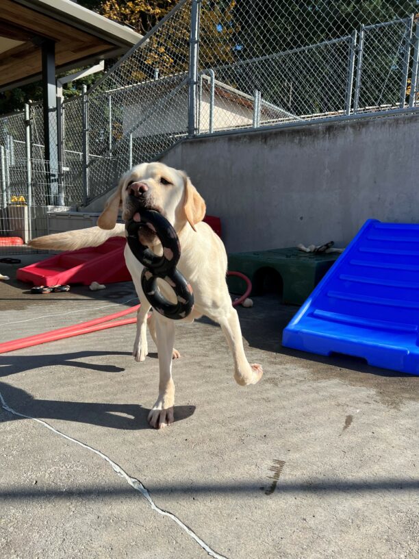 An action shot of Terry, a male yellow lab. He is running towards his handler, with a figure 8 tug toy in his mouth. Terry is in the community run area of the Oregon GDB campus.