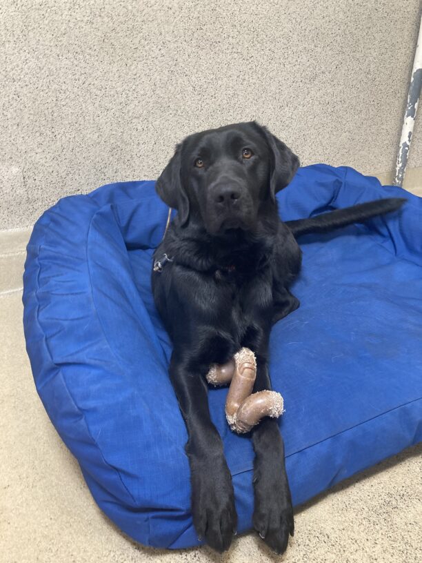 Thali lays on a large blue bed on tie down. There is a Benebone in between her legs. She is looking at the camera.