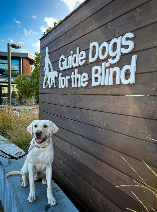 Handsome yellow boy Trevor sits smiling on a low cement wall in front of a wooden background with a GDB logo, behind him is greenery, the Puppy Center, and bright blue sky.