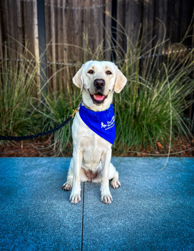 Yellow lab Tulsa sits on the sidewalk in front of green plants and a wooden fence. She is wearing a blue scarf that has the GDB logo and says Breeder Dog.