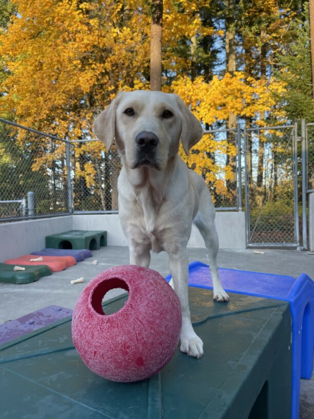 Volley, a female yellow Labrador, stands on a green plastic play structure in community run. She is looking at the camera with a red jolly ball at her feet. Behind her is a vibrant golden leafed tree.
