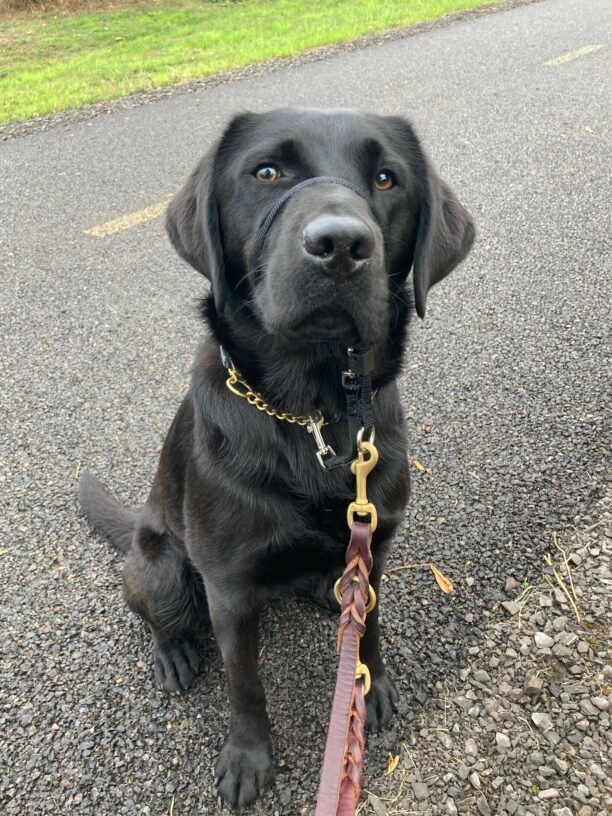 Waverly, a female black Labrador retriever, sits on an asphalt bike path, looking up at the camera. There is a green belt of grass in the background.