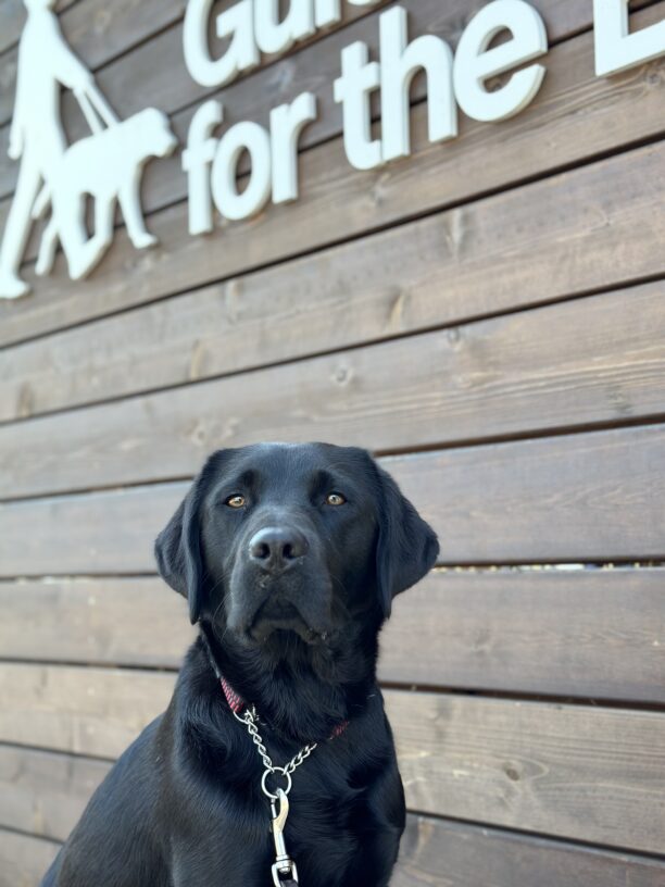 Waverly, a female black labrador, sits in front of the wooden slatted Guide Dogs For The Blind campus sign.