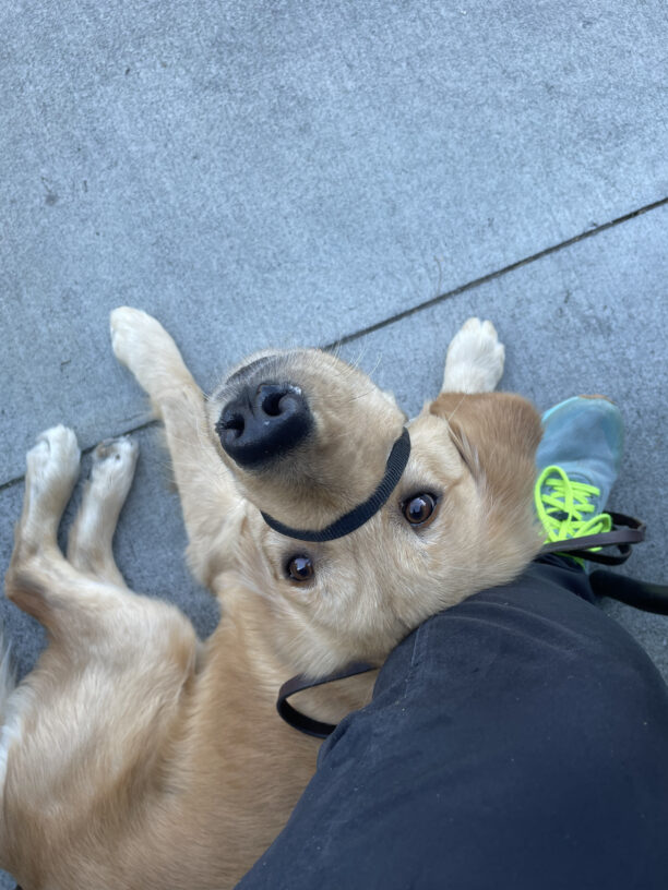 Weasley, a female labrador/golden retriever cross, lays next to her handler outside a cafe. She is looking up at the camera from her nice