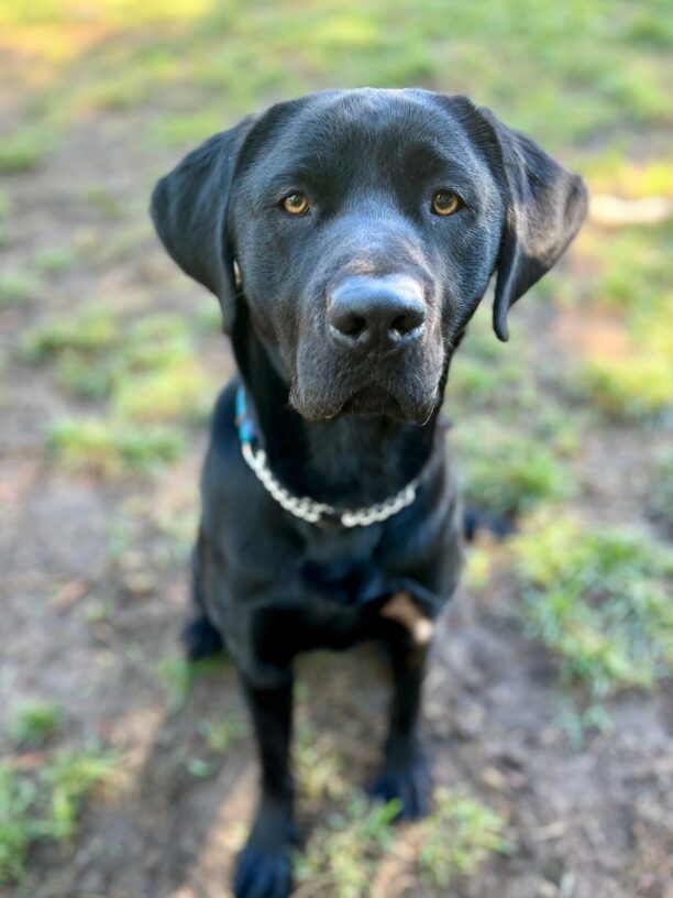 Classic sits and looks at the camera. He is off leash while playing in a grassy play yard.