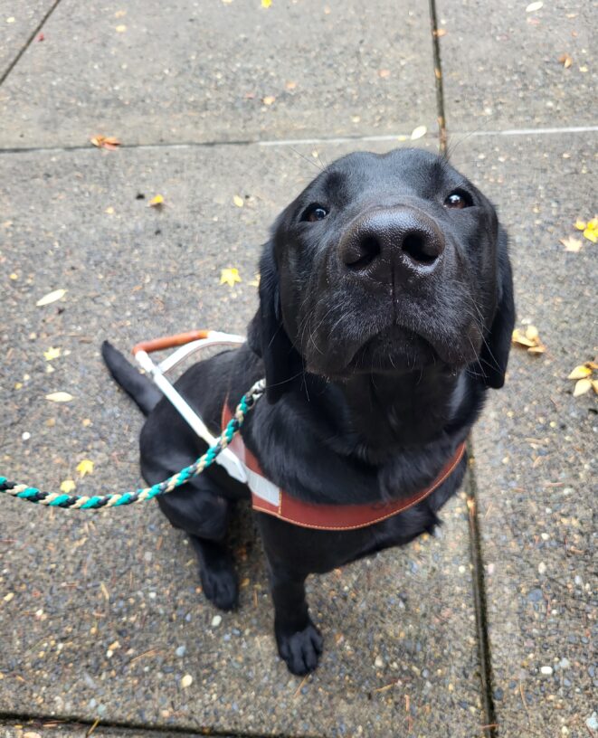 Harry (Black Lab) sits while wearing his harness and stares up happily at the camera, his ears are pressed down and he appears to be subtly grinning.