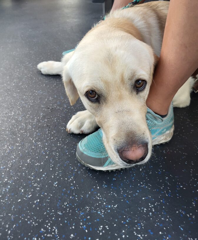 Jack lies on the black tile floor and rests his head on his handler's shoe while staring soulfully into the camera