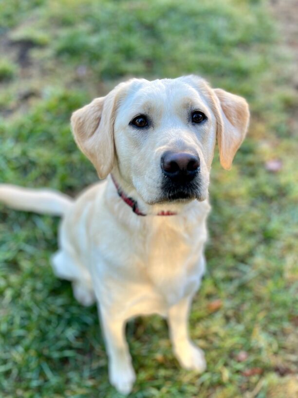 Janelle sits and looks up at the camera with soft eyes. She is off leash while playing in a grassy play yard.