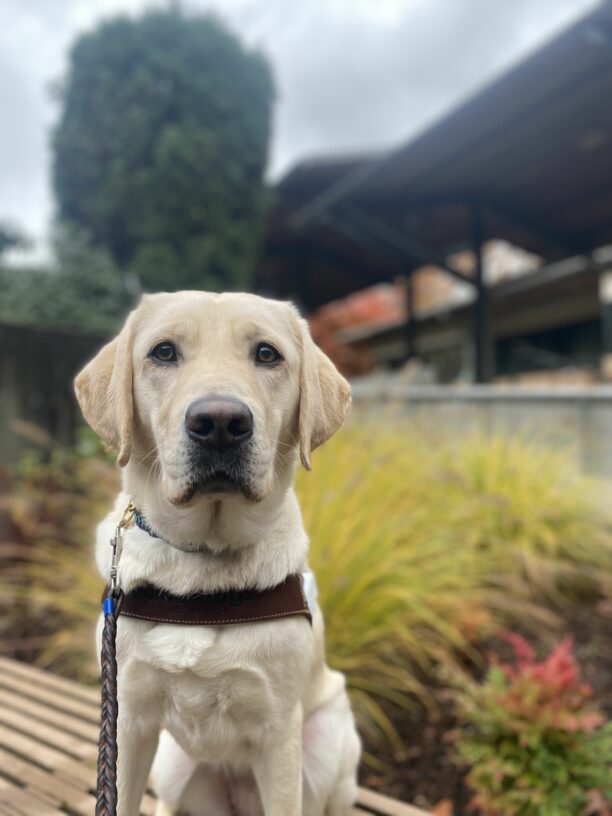Female yellow lab, Katara, sits on a wooden bench in her GDB harness. She wears a stoic expression and looks calmly at the camera, with bright yellow and green bushes out of focus in the background.