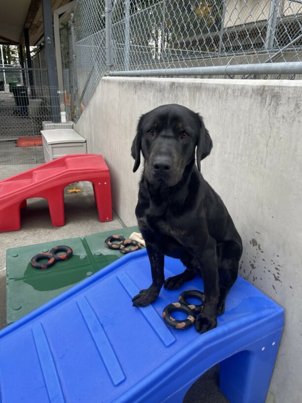 Narwhal is sitting on a blue play structure in the community run area. There is a tug toy at his feet and he is looking at the camera.