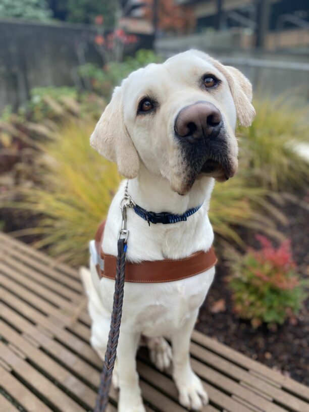 Male yellow lab, Tilden, sits on a wooden bench in his GDB harness. He looks slightly up at the camera and tilts his head counterclockwise. Vibrant yellow and green bushes are out of focus behind him.