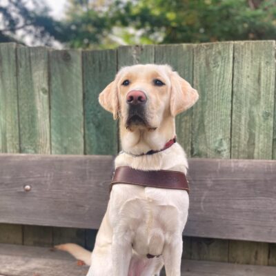 Laurie, a female yellow Labrador retriever sits on a wooden bench wearing a leather GDB harness. She is looking off into the distance. There are green trees in the background.