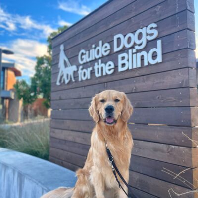 Finland, a male yellow Labrador/Golden Retriever long-coated cross sits on a concrete wall with a large wooden sign in the background that reads "Guide Dogs For The Blind". He is looking directly at the camera with an open-mouth smile. Green trees and a blue sky are in the background.