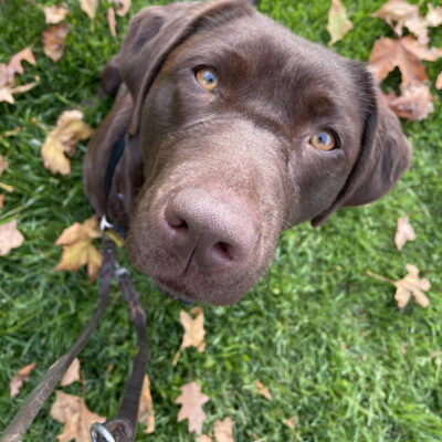 Cannoli, a female chocolate labrador, looks up at the camera directly above her.  In the background, you can see crunchy fall leaves on the grass beneath her.