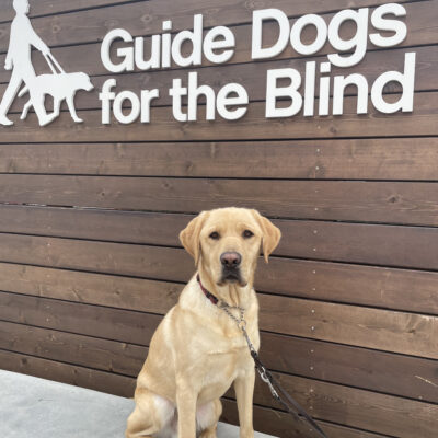 Picasso, a male yellow labrador, sits in front of a wall of wooden slats displaying the GDB logo.