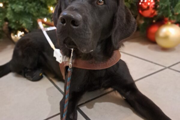 Black lab (Kindred) lying down in harness in front of a beautiful Christmas tree. Red and silver ornaments with sparkling lights cover the tree.