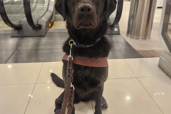 Sapphire sits, in harness, in front of an escalator in Clackamas Mall. She is looking directly into the camera and is wearing gray booties in her back feet.