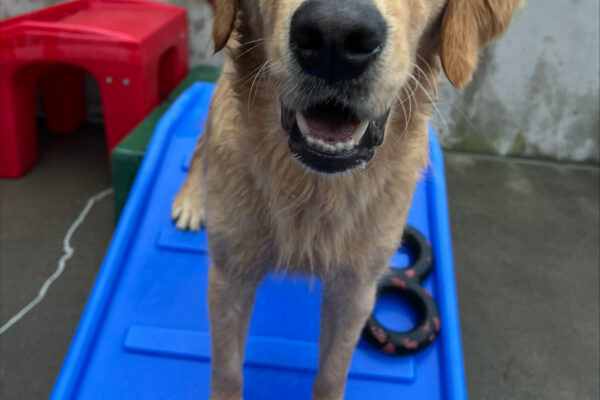 Ari, a male golden retriever, stands on a piece of blue plastic play equipment while in community run.  His mouth is slightly open and his tail is frozen mid-wag.