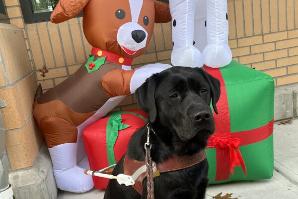 Wyatt is sitting in harness in front of two inflated puppies (one Dalmatian and one Beagle) that are perched on inflated Xmas gifts. Behind them is the front of a glass and brick building.