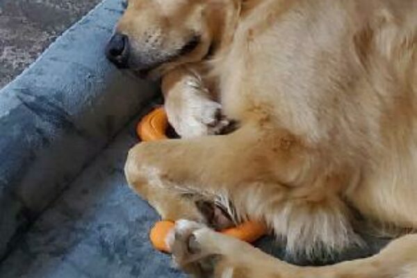Bart is curled up on a blue dog bed with front feet tucked in and laying on an orange dog toy.