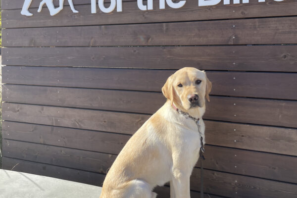 Al, a male yellow labrador, sits in front of a wall of wooden slats displaying the GDB logo.