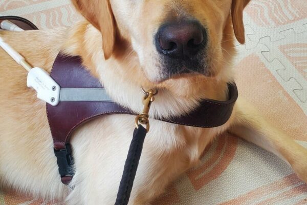 Canyon is lying down in a coffee shop wearing his harness. He is looking up at the camera with a soft expression on his face.