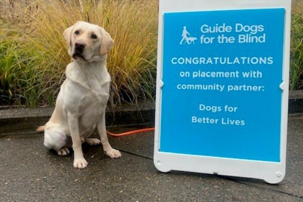 Yellow Lab Cliff sitting next to a sign congratulating him on being accepted by DBL.