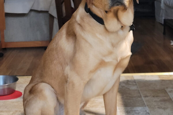 Yellow Lab Guy sits on the tile of his sitter's home looking very handsome.
