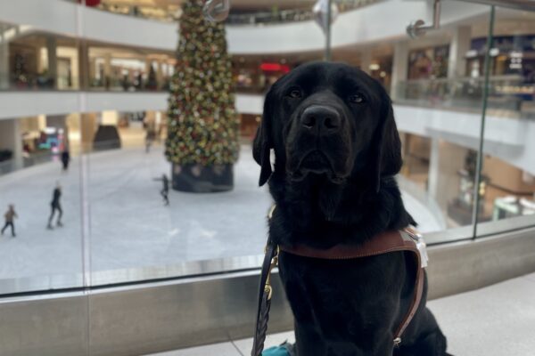 Kestrel, a black lab, sits in front of a large Christmas tree in the middle of an ice skating rink. She is wearing her harness and two blue dog boots.