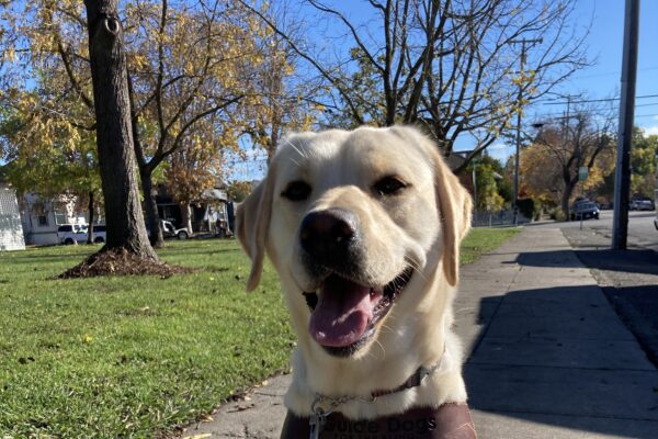 Jamaica is sitting and smiling at the camera in harness with green grass and fall trees in the background