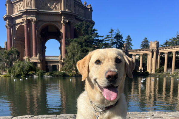 Yosemite, a male yellow labrador, sits in front of the Palace of Fine Arts in San Francisco.  He is looking at the camera with his mouth open and tongue hanging out.