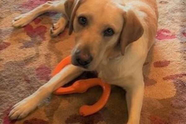 Penelope, a female yellow labrador, lays on the carpet in her foster home with an orange s-shaped chew toy under her front leg.