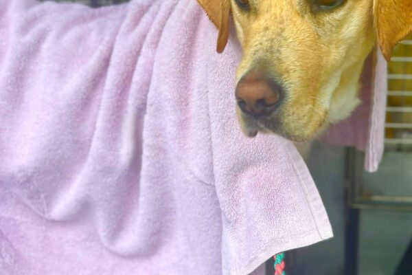 A wet yellow lab looks to the side in the back of a training van. A water bowl is at her feet and she is wrapped in a pink towel after a wet Oregon route. A pink and gray leash is outstretched towards the camera