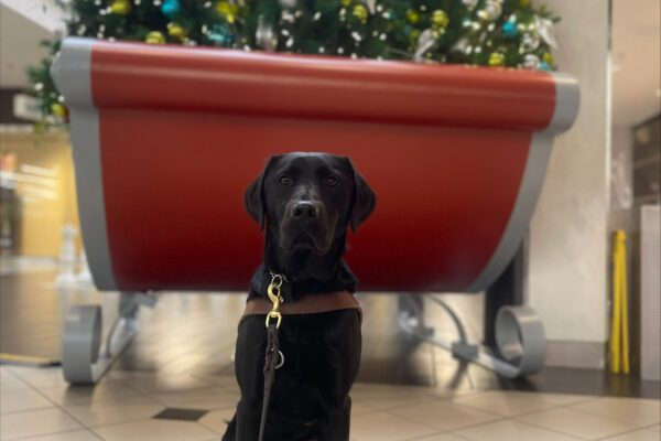 Victory sits in front of a red sleigh and two decorated trees.  He is wearing his guide dog harness.