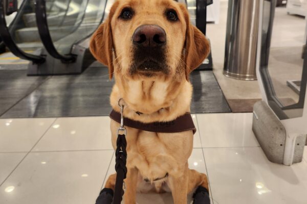 Fabio sits, in harness, in front of an escalator in the Clackamas Mall. He is looking directly into the camera and wearing gray booties on his back feet.