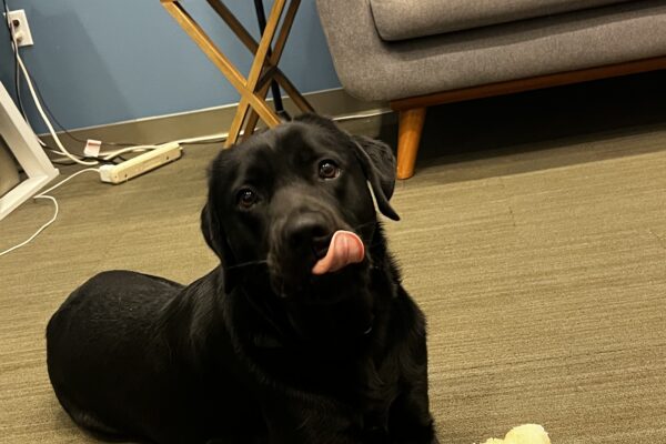 Winchell enjoys some downtime in an office. His tongue is out as he licks his upper lip and a yummy nylabone is nestled upright between his two front paws.