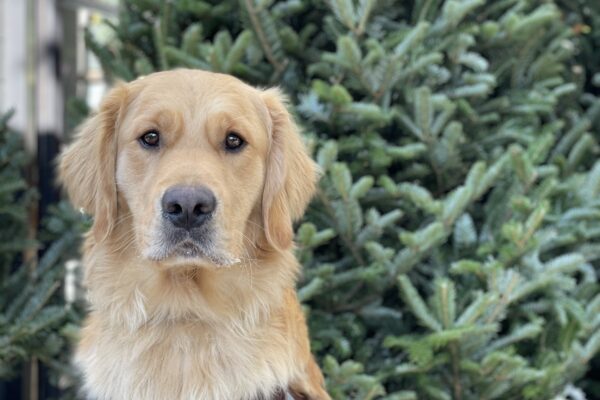 Photo is of coated Golden cross Donut sitting in harness in front of a Christmas tree. He is looking into the camera with a serious expression on his face