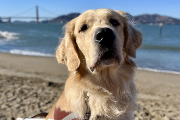 Piper, a yellow coated Labrador Golden Retriever cross,  is sitting on a brick wall while wearing his harness. Behind him the San Francisco Bay is visible and a small beach with tan sand. The Golden Gate Bridge can also been seen at a distance.