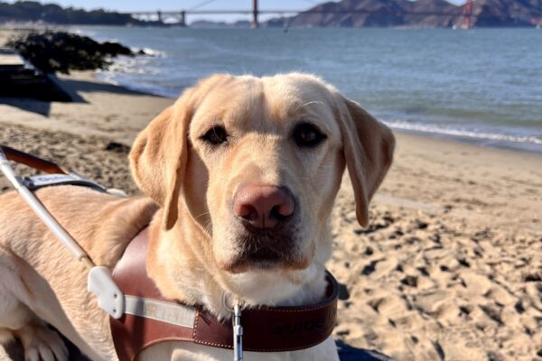 Fate, a yellow Labrador Retriever , is sitting on a brick wall while wearing her harness. Behind her the San Francisco Bay is visible and a small beach with tan sand. The Golden Gate Bridge can also been seen at a distance.
