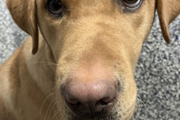 Yellow Labrador Retriever Gladys is sitting on a bed in her kennel. She is looking off to the side of the camera with big, puppy eyes. The black and white speckled wall of the kennel is behind her.