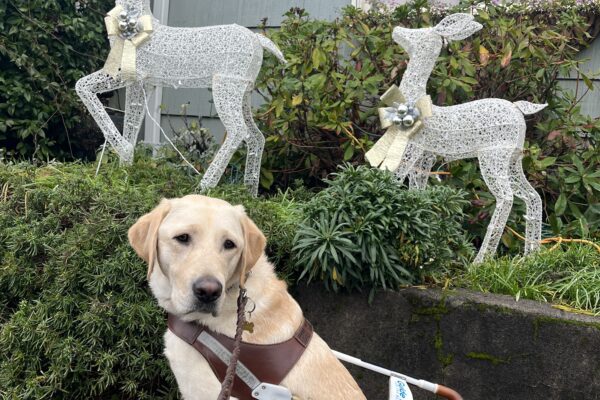 Prancer is sitting in profile in front of a low wall in harness. Behind his are two white wire reindeer with gold bows around their necks.