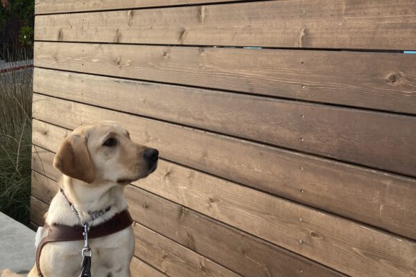 Scholar sits in harness on a concrete wall in front of a wall with the GDB logo. Her head is turned as if she’s looking at the wall.