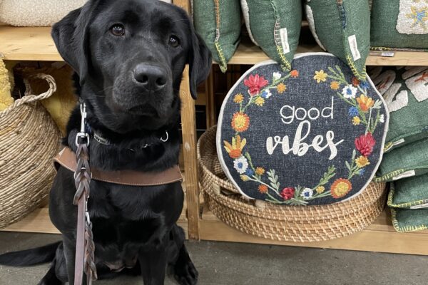 Delray sitting in World Market in front of a pillow display. To her right is a propped up pillow that is embroidered with multicolored flowers and the words "good vibes". She is wearing a guide dog harness and looking toward the camera.
